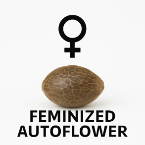 Feminiserede autoflower-frø – hunplanter, der blomstrer automatisk.