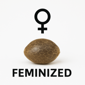 Feminized Cannabis Seeds - female plants
