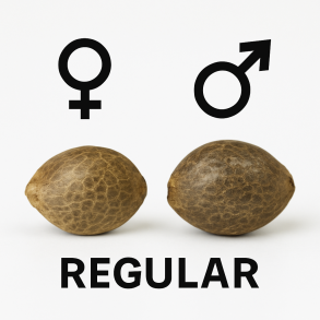 Regular seeds – male and female plants.