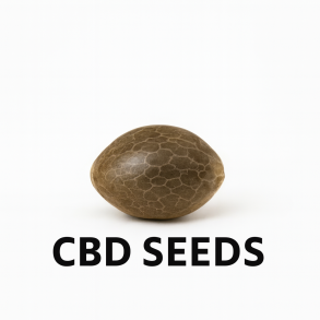 CBD-Samen