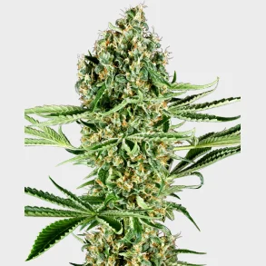 Critical Runtz Feminized 3 Seeds + 1 for free