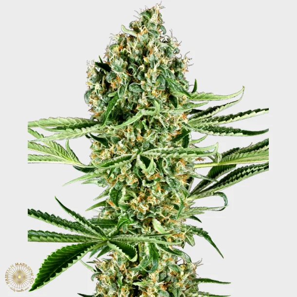 Critical Runtz Feminized 3 Seeds + 1 for free