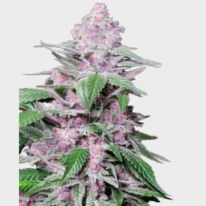 Purple Cookie Kush Feminized 3 Seeds + 1 for free