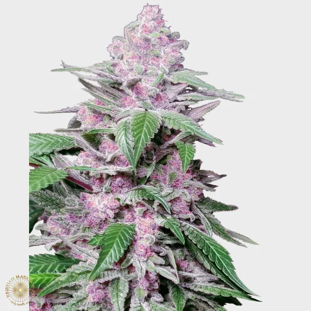 Purple Cookie Kush Feminized 3 Seeds + 1 for free