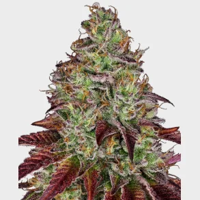 Tezla OG Feminized 3 Seeds + 1 for free 
