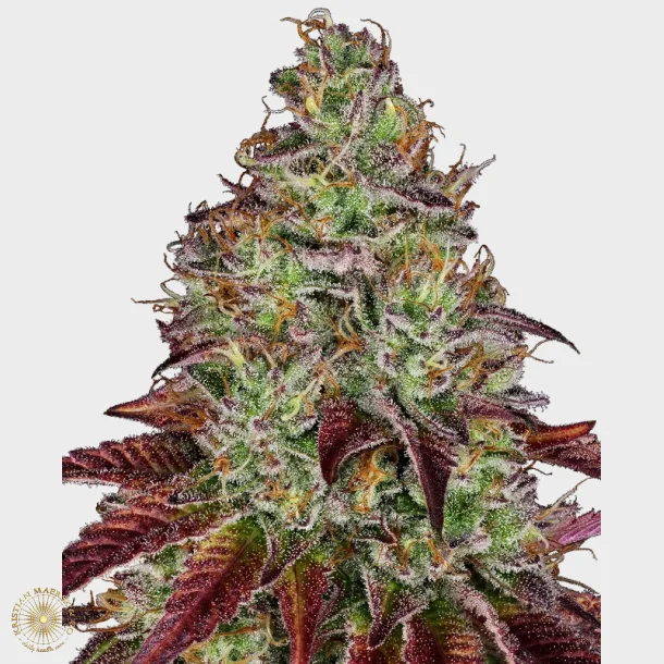 Tezla OG Feminized 3 Seeds + 1 for free 