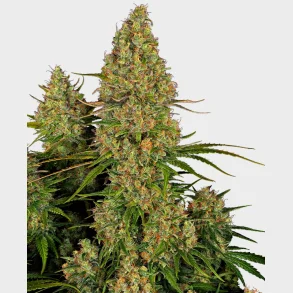 Sticky Orange XXL Automatic 3 Seeds + 1 for free
