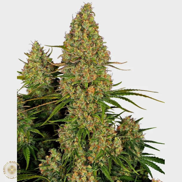 Sticky Orange XXL Automatic 3 Seeds + 1 for free