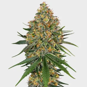 White Cheese Feminized 3 Seeds + 1 for free