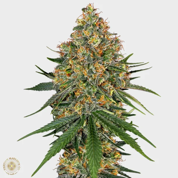 White Cheese Feminized 3 Seeds + 1 for free