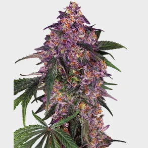 Sensi Purple Kush Feminized 3 Seeds + 1 for free