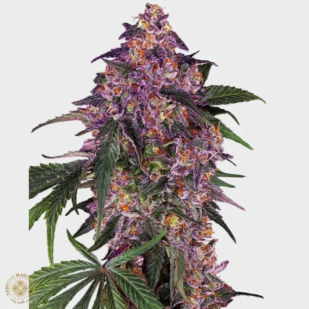 Sensi Purple Kush Feminized 3 Seeds + 1 for free