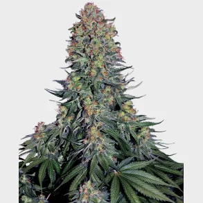 Blue Skunk Feminized 3 Seeds + 1 for free