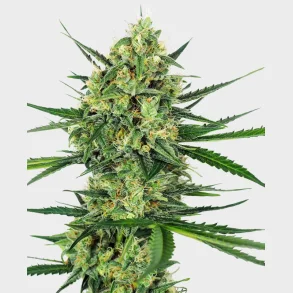 Tangerine Sugar Feminized 3 Seeds + 1 for free