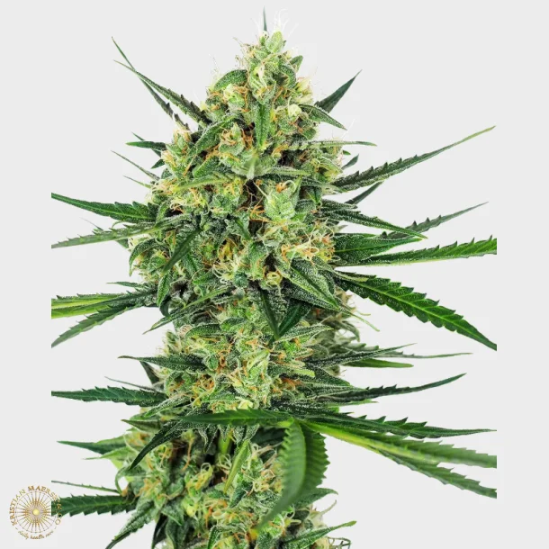 Tangerine Sugar Feminized 3 Seeds + 1 for free