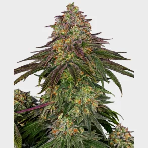 Sweet Cherry Kush Feminized 3 Seeds + 1 for free