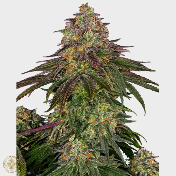 Sweet Cherry Kush Feminized 3 Seeds + 1 for free