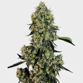 OG Kush Feminized 3 Seeds + 1 for free