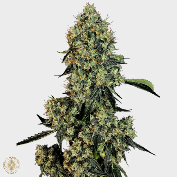 OG Kush Feminized 3 Seeds + 1 for free