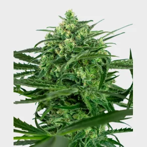 Sensi Amnesia Feminized 3 Seeds + 1 for free