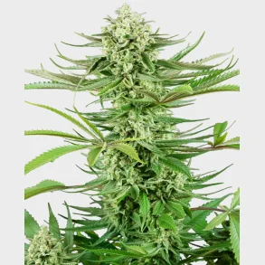 Cashew Kush Feminized 3 Seeds + 1 for free