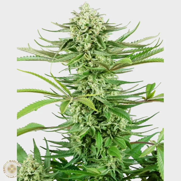 Cashew Kush Feminized 3 Seeds + 1 for free