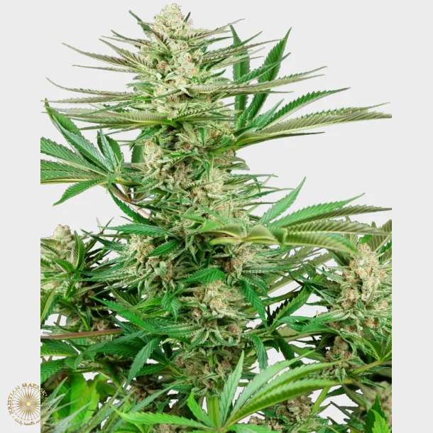 Malibu OG Gold Feminized 3 Seeds + 1 for free