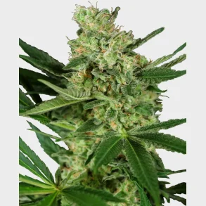 Pumpkin Spice Feminized 3 Seeds + 1 for free