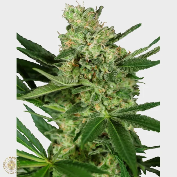 Pumpkin Spice Feminized 3 Seeds + 1 for free