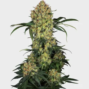 Aloha OG Feminized 3 Seeds + 1 for free