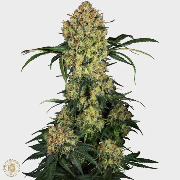 Aloha OG Feminized 3 Seeds + 1 for free
