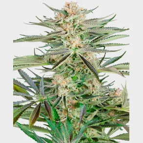 Screwdriver OG Feminized 3 Seeds + 1 for free