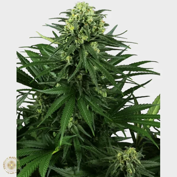 Honey Melon Kush Feminized 3 Seeds + 1 for free