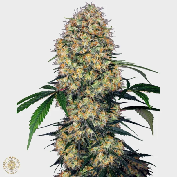 Sensi Amnesia XXL Automatic 3 Seeds + 1 for free