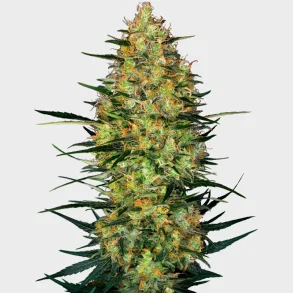 Caramellow Kush Automatic 3 Seeds + 1 for free
