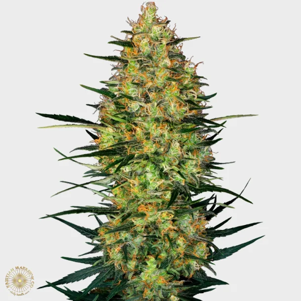 Caramellow Kush Automatic 3 Seeds + 1 for free