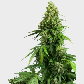 Honey Melon Kush Automatic 3 Seeds + 1 for free