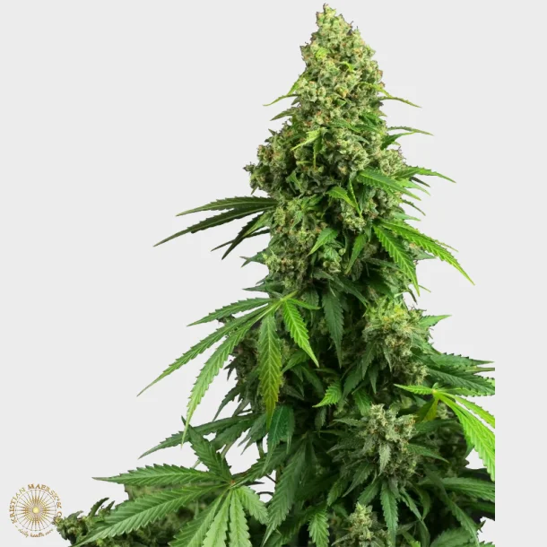 Honey Melon Kush Automatic 3 Seeds + 1 for free