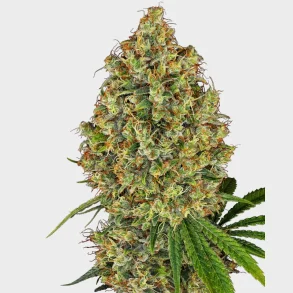 AK-420 Feminized 3 Seeds + 1 for free