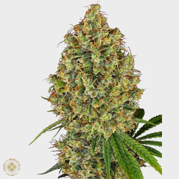 AK-420 Feminized 3 Seeds + 1 for free