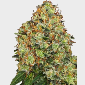Sweet Tangerine Tango Automatic 3 Seeds + 1 for free