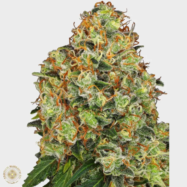 Sweet Tangerine Tango Automatic 3 Seeds + 1 for free