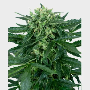 Sensi Amnesia Automatic 3 Seeds + 1 for free