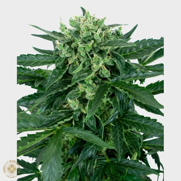 Sensi Amnesia Automatic 3 Seeds + 1 for free