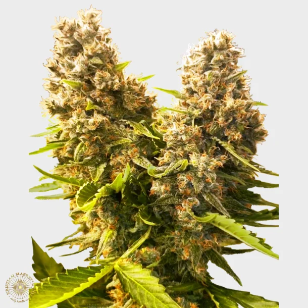 Banana Kush Cake Automatic 3 Seeds + 1 for free