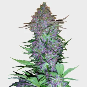 Purple Skunk Automatic 3 Seeds + 1 for free