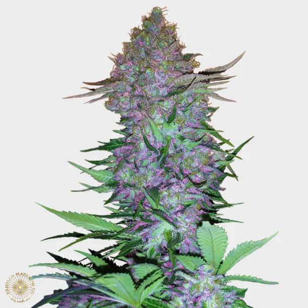 Purple Skunk Automatic 3 Seeds + 1 for free