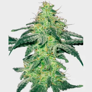 White Skunk Feminized 3 Seeds + 1 for free