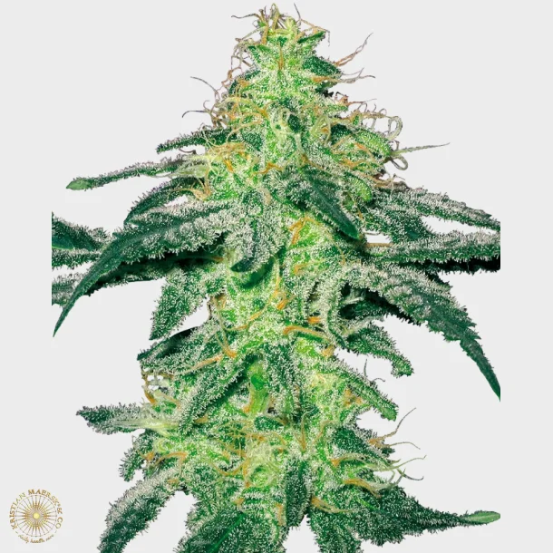 White Skunk Feminized 3 Seeds + 1 for free