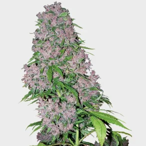 Purple Bud Feminized 3 Seeds +1 for free
